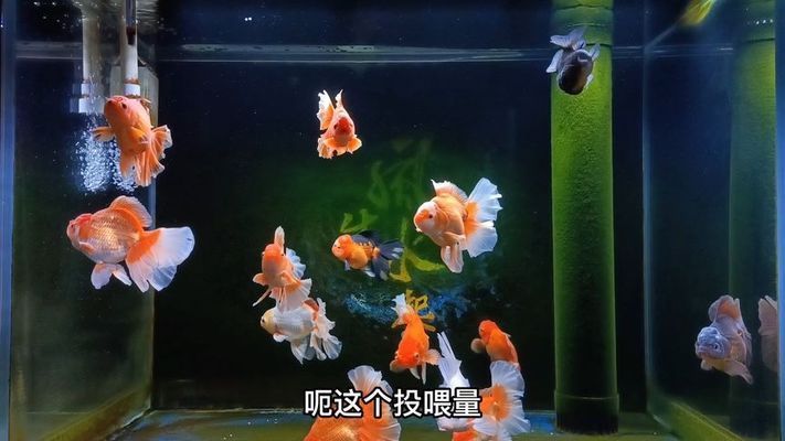 金龍魚換水溫差控制技巧：如何快速測量水溫，金龍魚水質管理方法 金龍魚換水溫差控制技巧：如何快速測量水溫，金龍魚水質管理方法 金龍魚百科 第2張