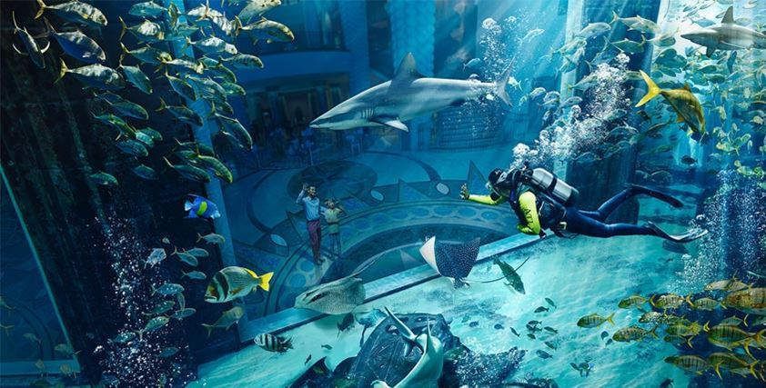 水族館是什么地方:上海海洋水族館 水族館百科(水族館加盟) 第3張 水族館是什么地方:上海海洋水族館 水族館是什么地方:上海海洋水族館 水族館百科(水族館加盟) 第3張