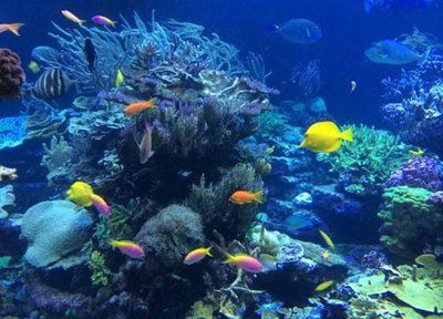 水族館是什么地方:上海海洋水族館 水族館百科(水族館加盟) 第4張 水族館是什么地方:上海海洋水族館 水族館是什么地方:上海海洋水族館 水族館百科(水族館加盟) 第4張