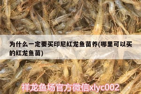 為什么一定要買印尼紅龍魚苗養(哪里可以買的紅龍魚苗)