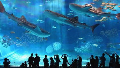 想開個水族館需要多少錢呢（開一個水族館的成本因地區、規模和設施而異,小型水族館需要投資10萬美元）