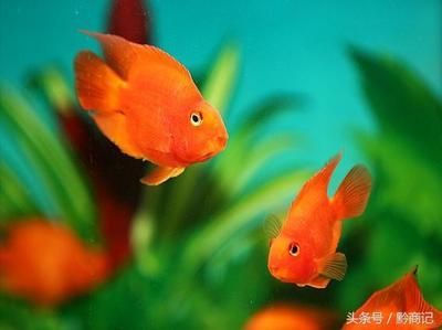 觀賞魚的前景（全球觀賞魚市場前景如何？） 觀賞魚的前景（全球觀賞魚市場前景如何？） 觀賞魚百科 第1張