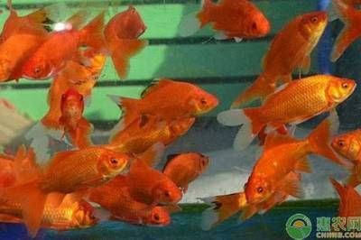 觀賞魚的前景（全球觀賞魚市場前景如何？） 觀賞魚的前景（全球觀賞魚市場前景如何？） 觀賞魚百科 第2張