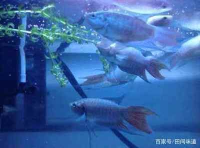觀賞魚的前景（全球觀賞魚市場前景如何？） 觀賞魚的前景（全球觀賞魚市場前景如何？） 觀賞魚百科 第3張