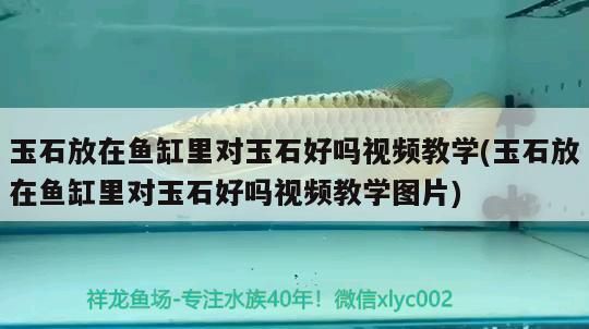 玉石放在魚缸里對玉石好嗎視頻教學(xué)(玉石放在魚缸里對玉石好嗎視頻教學(xué)圖片) 玉石放在魚缸里對玉石好嗎視頻教學(xué)(玉石放在魚缸里對玉石好嗎視頻教學(xué)圖片) 元寶鳳凰魚百科