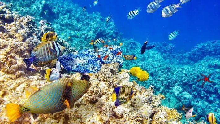 水族館店鋪里有什么動物和植物呢：水族館店鋪內的動物和植物種類