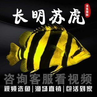 印尼虎苗，印尼虎苗價(jià)格是多少