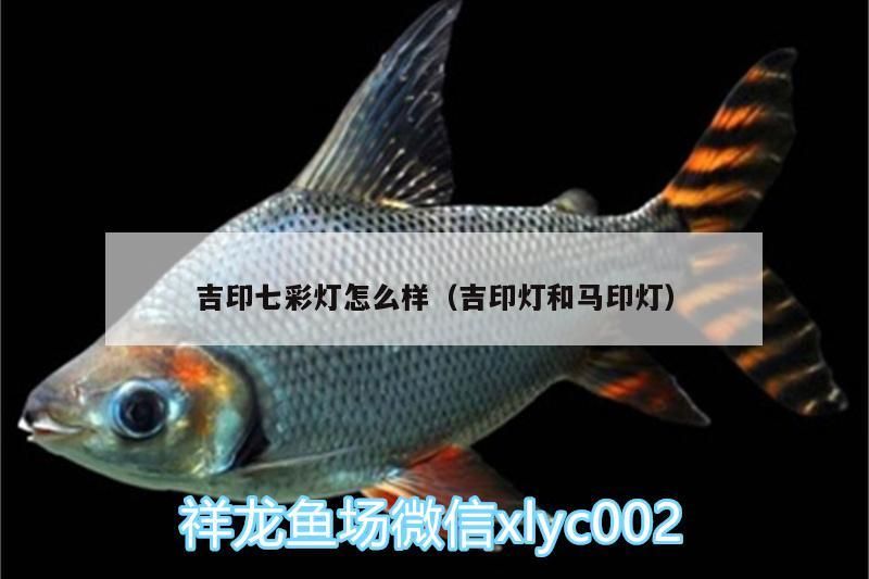 龍魚(yú)吃的太飽怎么辦呢