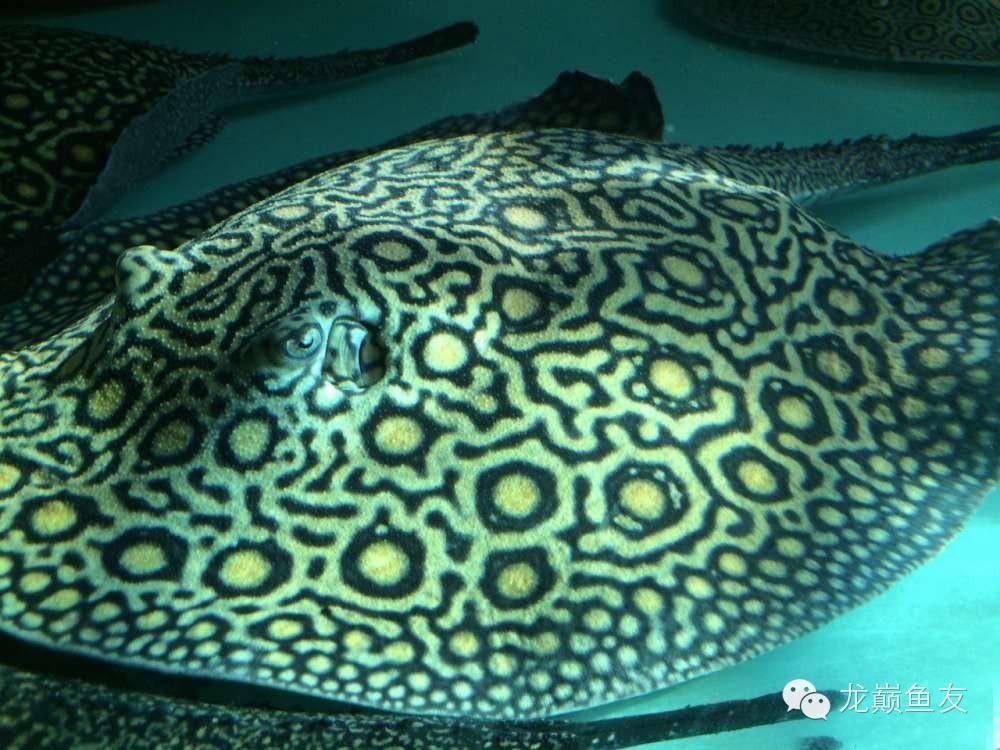 魟魚可以吃嗎有毒嗎：魟魚可以吃嗎 魟魚可以吃嗎有毒嗎：魟魚可以吃嗎 魟魚百科 第2張