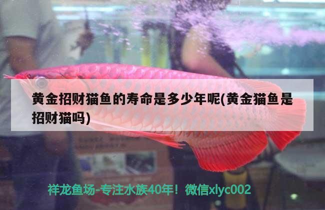 我的虎魚真菌感染了要怎么處理 黃金招財(cái)貓魚的壽命是多少年呢(黃金貓魚是招財(cái)貓嗎) 黃金貓魚百科 黃金招財(cái)貓魚的壽命是多少年呢(黃金貓魚是招財(cái)貓嗎) 黃金招財(cái)貓魚的壽命是多少年呢(黃金貓魚是招財(cái)貓嗎) 黃金貓魚百科