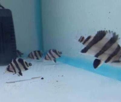 觀賞魚印尼虎怎么養：印尼虎魚的飼養環境設置是非常重要的