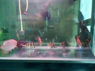 觀賞魚印尼虎怎么養：印尼虎魚的飼養環境設置是非常重要的