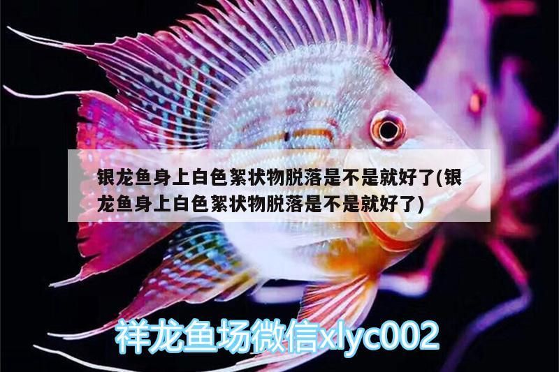 銀龍魚身上白色絮狀物脫落是不是就好了(銀龍魚身上白色絮狀物脫落是不是就好了) 銀龍魚身上白色絮狀物脫落是不是就好了(銀龍魚身上白色絮狀物脫落是不是就好了) 銀龍魚百科
