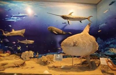 水族館免費開放（徐州市水族展覽館2023年11月13日至17日免費開放）