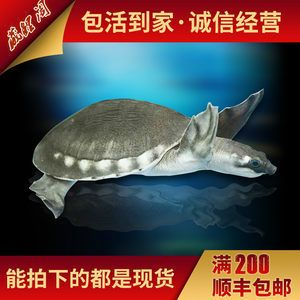 豬鼻龜 活體:關于豬鼻龜的介紹 豬鼻龜百科 第5張 豬鼻龜 活體:關于豬鼻龜的介紹 豬鼻龜 活體:關于豬鼻龜的介紹 豬鼻龜百科 第5張
