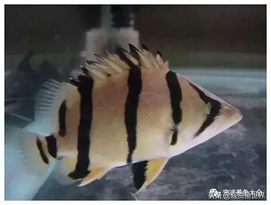 印尼虎黑紋不明顯圖片：印尼虎黑紋 印尼虎黑紋不明顯圖片：印尼虎黑紋 虎魚百科 第1張