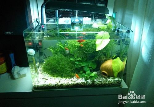 魚缸過濾器選購指南:自制魚缸過濾器魚缸上置過濾器對于養魚愛好者的必備知識 創寧變頻水泵拆卸視頻(創寧變頻水泵拆卸視頻教程) 創寧水族 創寧變頻水泵拆卸視頻(創寧變頻水泵拆卸視頻教程) 創寧變頻水泵拆卸視頻(創寧變頻水泵拆卸視頻教程) 創寧水族