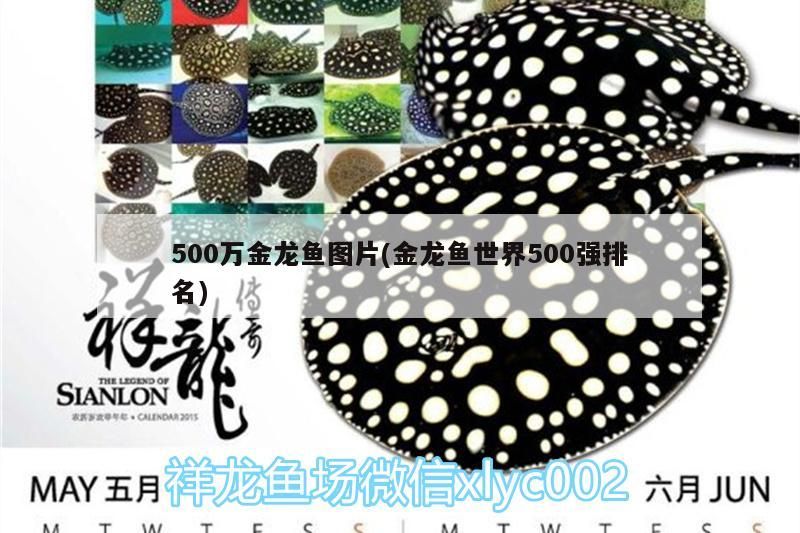 500萬金龍魚圖片(金龍魚世界500強排名) 500萬金龍魚圖片(金龍魚世界500強排名) 錦鯉魚百科