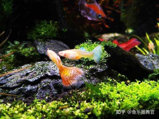 魚缸馬印神燈缸里水發綠：魚缸水發綠怎么辦 魚缸馬印神燈缸里水發綠：魚缸水發綠怎么辦 馬印水族 第4張