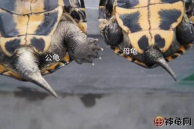 豬鼻龜幼崽和甲魚的區(qū)別圖片：豬鼻龜與甲魚的區(qū)別