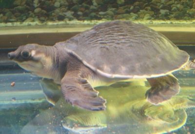 豬鼻龜幼崽和甲魚的區別圖片：豬鼻龜與甲魚的區別