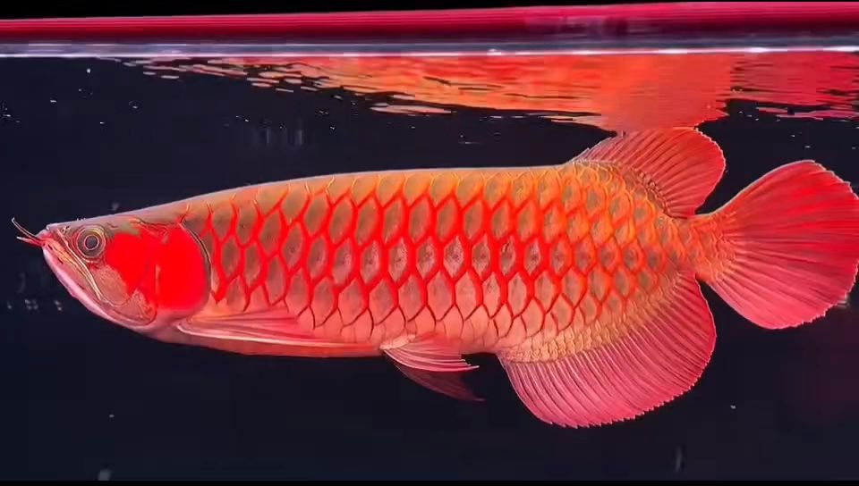 魚缸過濾器選購指南:自制魚缸過濾器魚缸上置過濾器對于養魚愛好者的必備知識 44-45分 超血紅龍 龍魚論壇 44-45分 超血紅龍 44-45分 超血紅龍 龍魚論壇