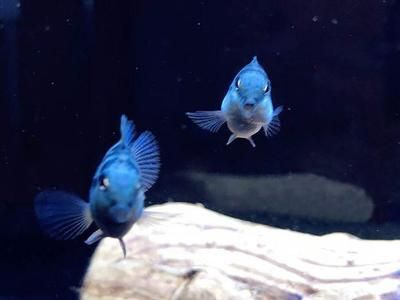 招財魚有幾種品種，，招財魚是什么品種招財魚是什么品種招財魚是什么品種