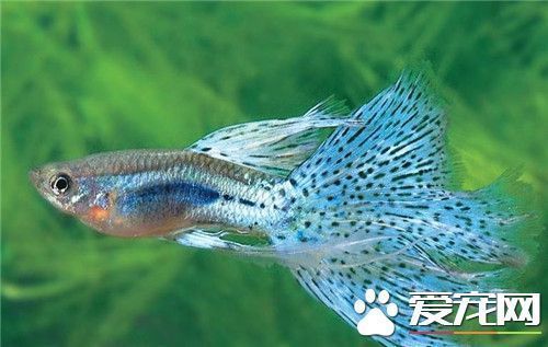 花草觀賞魚怎么養好（養好花草觀賞魚需要注意什么？）
