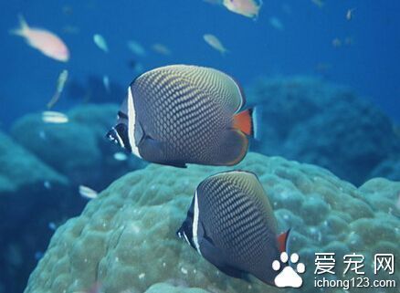 花草觀賞魚怎么養好（養好花草觀賞魚需要注意什么？）