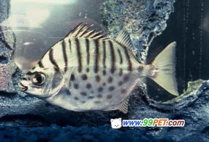 印尼虎魚和什么魚混養出狀態最好：什么魚適合與印尼虎魚混養 印尼虎魚和什么魚混養出狀態最好：什么魚適合與印尼虎魚混養 虎魚百科 第3張