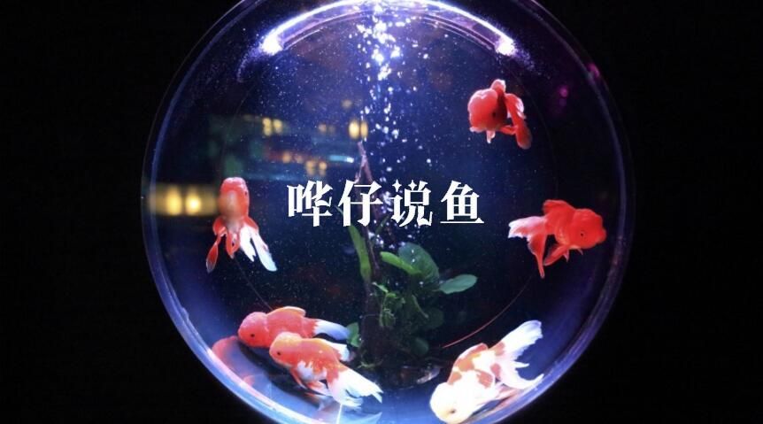 開個水族館賺錢嗎現在還能做嗎知乎:水族館市場競爭現狀分析水族館特色服務有哪些創意 水族館百科(水族館加盟) 第2張 開個水族館賺錢嗎現在還能做嗎知乎:水族館市場競爭現狀分析水族館特色服務有哪些創意 開個水族館賺錢嗎現在還能做嗎知乎:水族館市場競爭現狀分析水族館特色服務有哪些創意 水族館百科(水族館加盟) 第2張