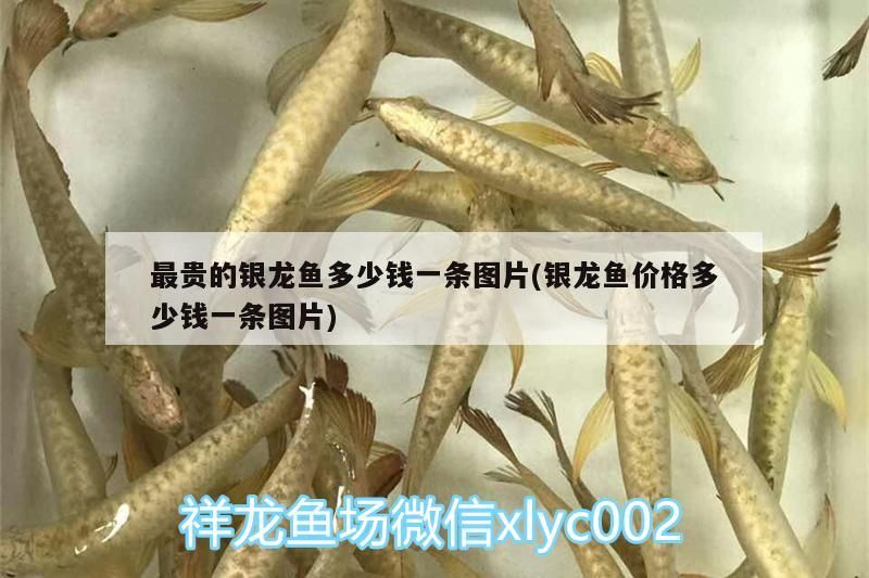 最貴的銀龍魚多少錢一條圖片(銀龍魚價格多少錢一條圖片)