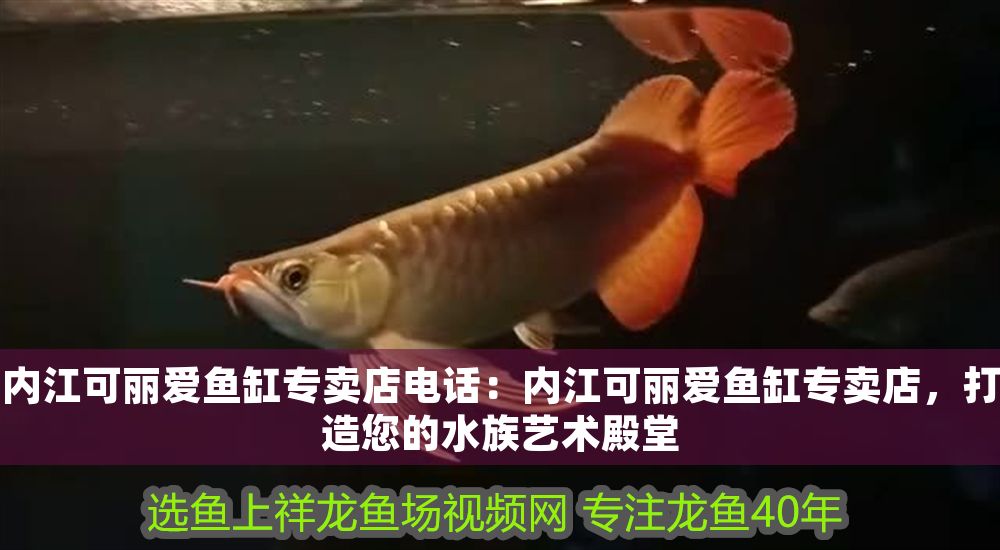 內(nèi)江可麗愛魚缸專賣店電話：內(nèi)江可麗愛魚缸專賣店，打造您的水族藝術(shù)殿堂