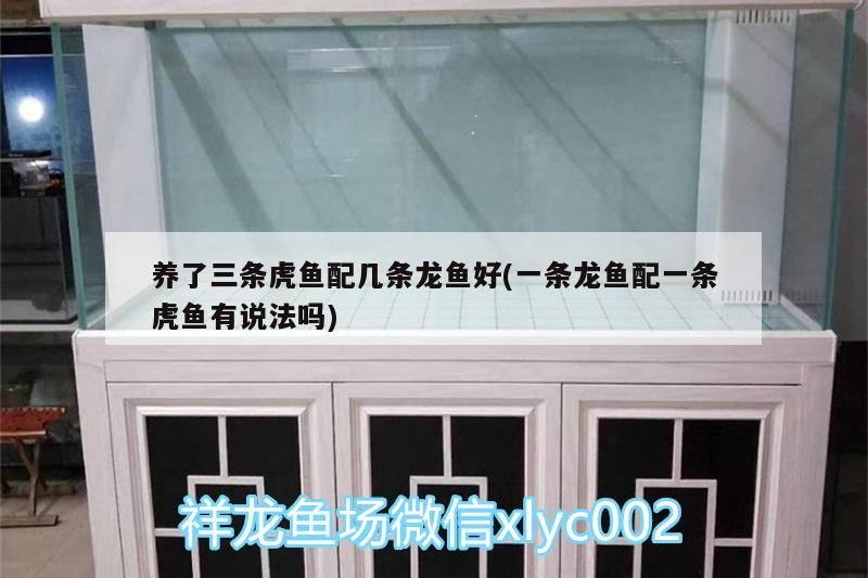 養了三條虎魚配幾條龍魚好(一條龍魚配一條虎魚有說法嗎)