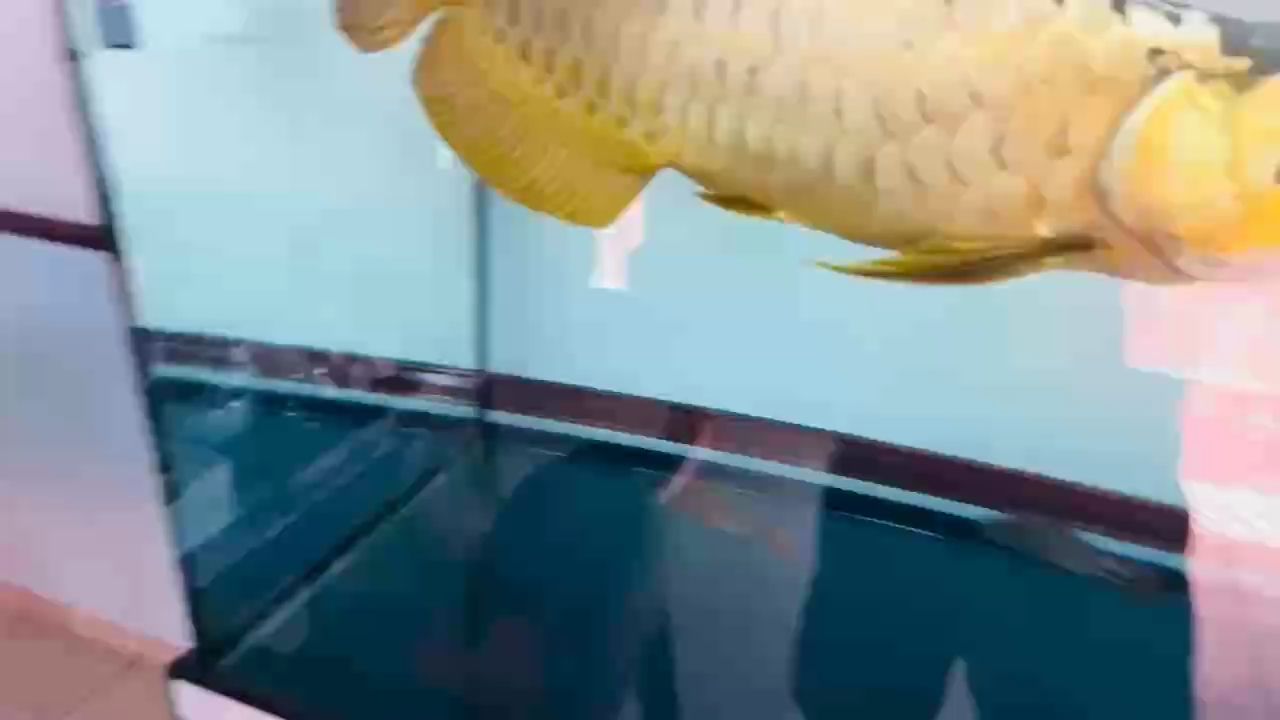 龍吟水動，魚躍波瀾