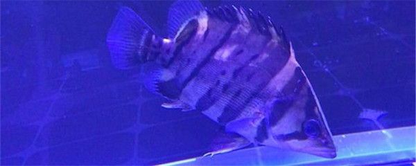 如何區分幼魚的蘇虎與印尼虎，如何區分幼魚的蘇虎與印尼虎魚的基本特征