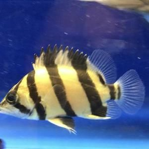 如何區分幼魚的蘇虎與印尼虎，如何區分幼魚的蘇虎與印尼虎魚的基本特征