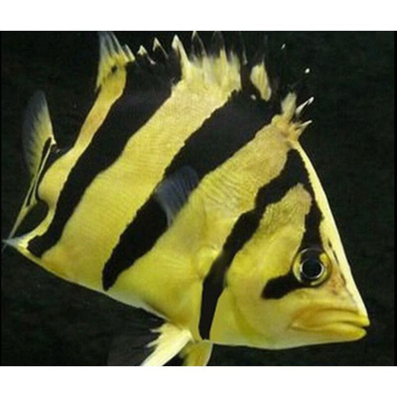如何區分幼魚的蘇虎與印尼虎，如何區分幼魚的蘇虎與印尼虎魚的基本特征
