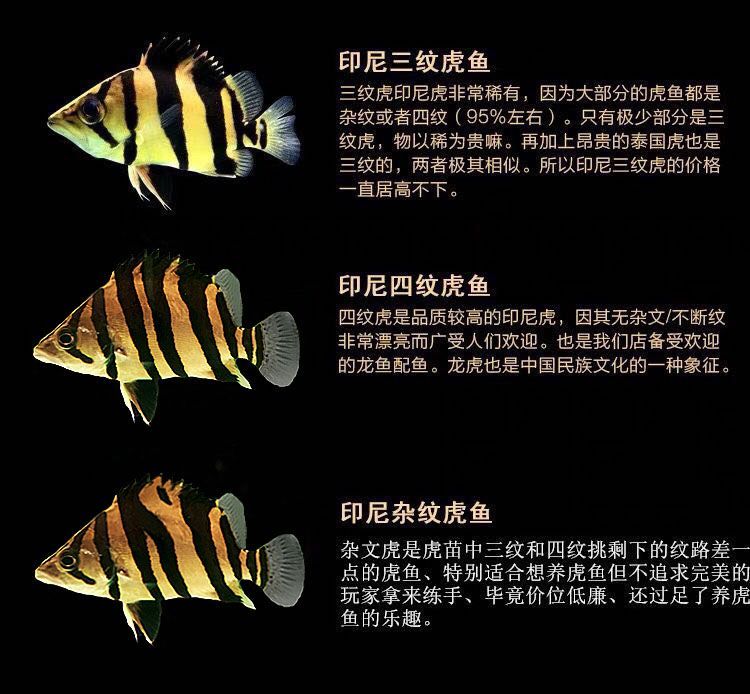 如何區分幼魚的蘇虎與印尼虎，如何區分幼魚的蘇虎與印尼虎魚的基本特征