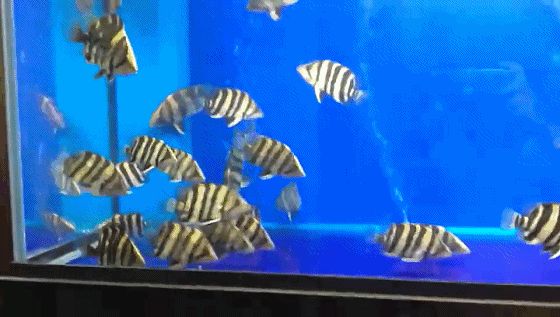 如何區分幼魚的蘇虎與印尼虎，如何區分幼魚的蘇虎與印尼虎魚的基本特征