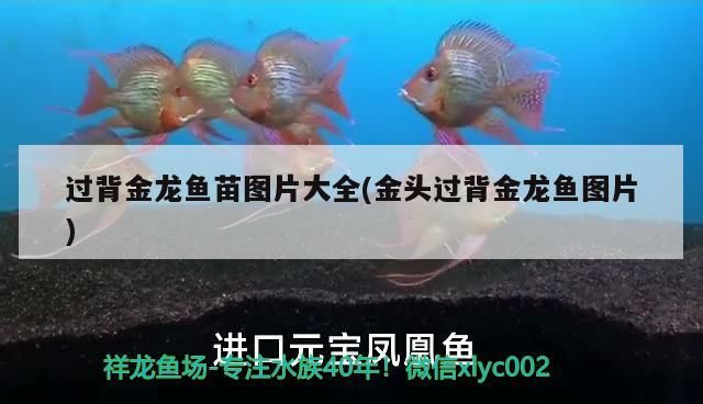 過背金龍魚苗圖片大全(金頭過背金龍魚圖片) 過背金龍魚苗圖片大全(金頭過背金龍魚圖片) 金龍魚百科