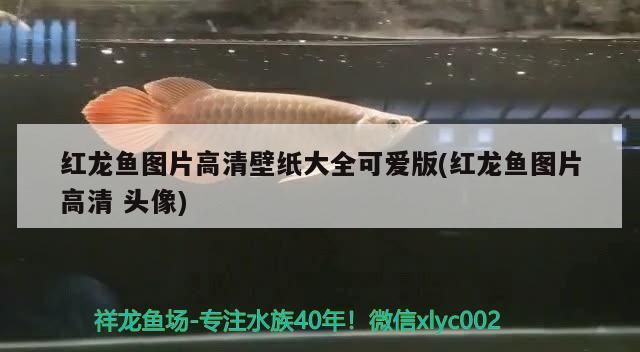 過(guò)背金龍魚(yú)成長(zhǎng)過(guò)程視頻(金龍魚(yú)怎么看過(guò)背)
