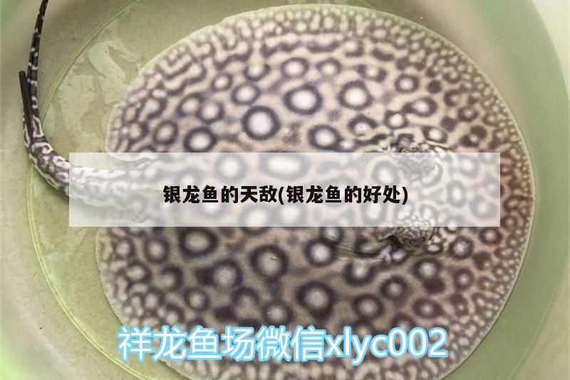 銀龍魚的天敵(銀龍魚的好處)