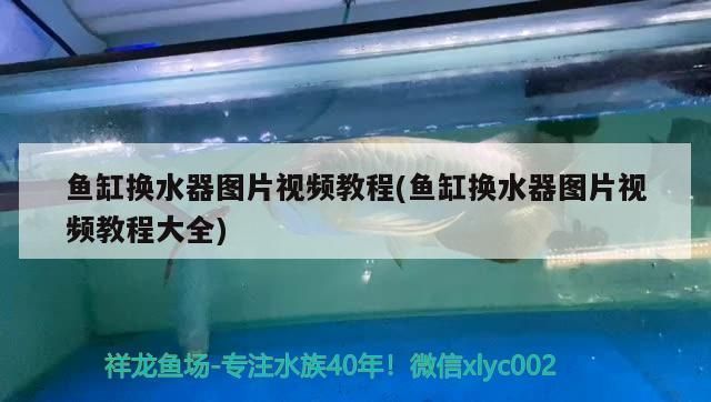 如何調節金龍魚光照強度：金龍魚缸內光照顏色選擇技巧,避免金龍魚光照過強的方法