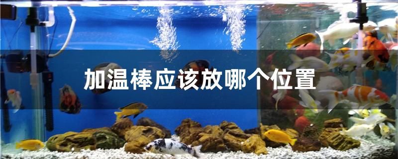 加溫棒應該放哪個位置