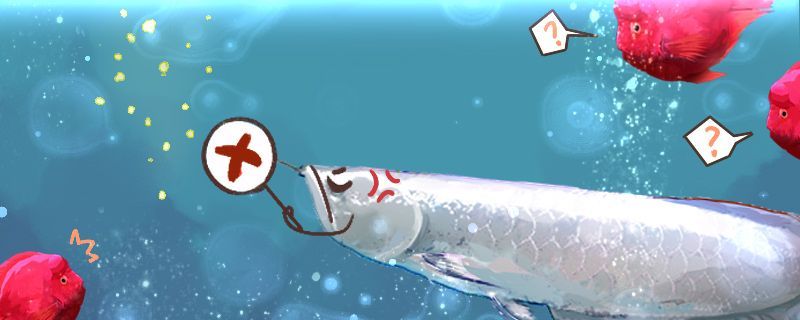 什么魚能和龍魚、虎魚混養(yǎng)(龍魚能和虎魚混養(yǎng)嗎) 龍魚水霉怎么治療會自己好嗎 九鼎魚缸 龍魚水霉怎么治療會自己好嗎 龍魚水霉怎么治療會自己好嗎 九鼎魚缸