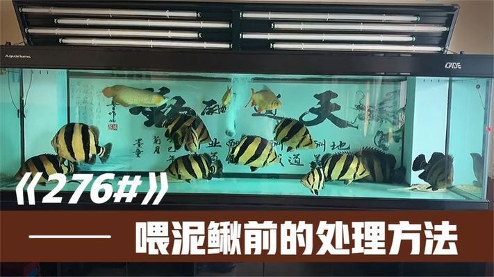 龍魚吃的泥鰍怎么處理干凈vs祥龍魚場:紅龍魚吃的泥鰍怎么處理干凈 vs祥龍魚場 第5張 龍魚吃的泥鰍怎么處理干凈vs祥龍魚場:紅龍魚吃的泥鰍怎么處理干凈 龍魚吃的泥鰍怎么處理干凈vs祥龍魚場:紅龍魚吃的泥鰍怎么處理干凈 vs祥龍魚場 第5張