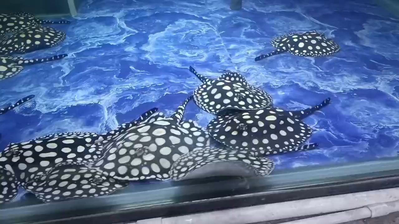 冬至快樂，寶島水族曾大大雄祝福大家。合家團圓，事事如意。