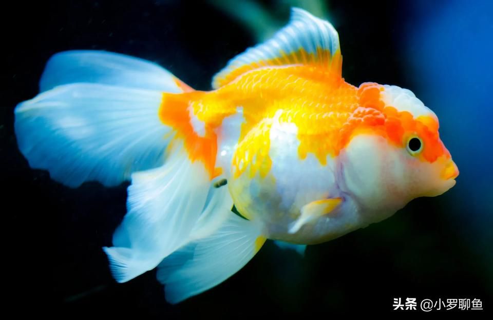 魚缸用增氧泵價格是多少:魚缸增氧機-xtrac增氧機-xtrac增氧機 yee魚樂寶魚缸去除氯氣免曬水族箱自來水質(zhì)穩(wěn)定片免困水快速養(yǎng)水 yee yee魚樂寶魚缸去除氯氣免曬水族箱自來水質(zhì)穩(wěn)定片免困水快速養(yǎng)水 yee魚樂寶魚缸去除氯氣免曬水族箱自來水質(zhì)穩(wěn)定片免困水快速養(yǎng)水 yee