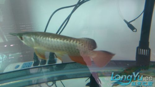 高手看看是過背嗎？ 高手看看是過背嗎？ 黃金貓魚百科 第4張